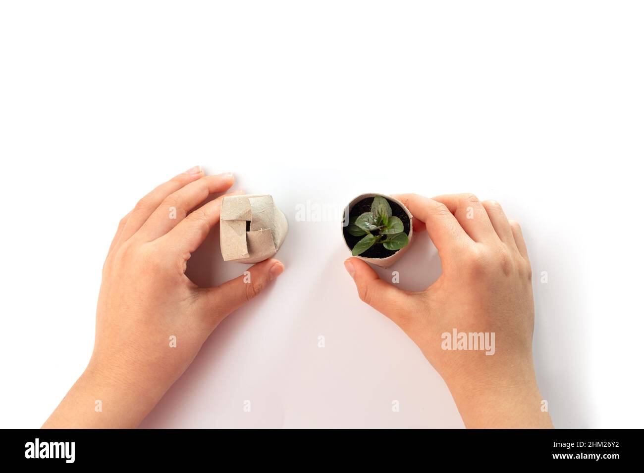 comment faire des mini-plantes biodégradables à partir de rouleau de papier toilette, plantules dans des pots en tube de papier, recyclage des idées d'artisanat pour les enfants, projet créatif Banque D'Images