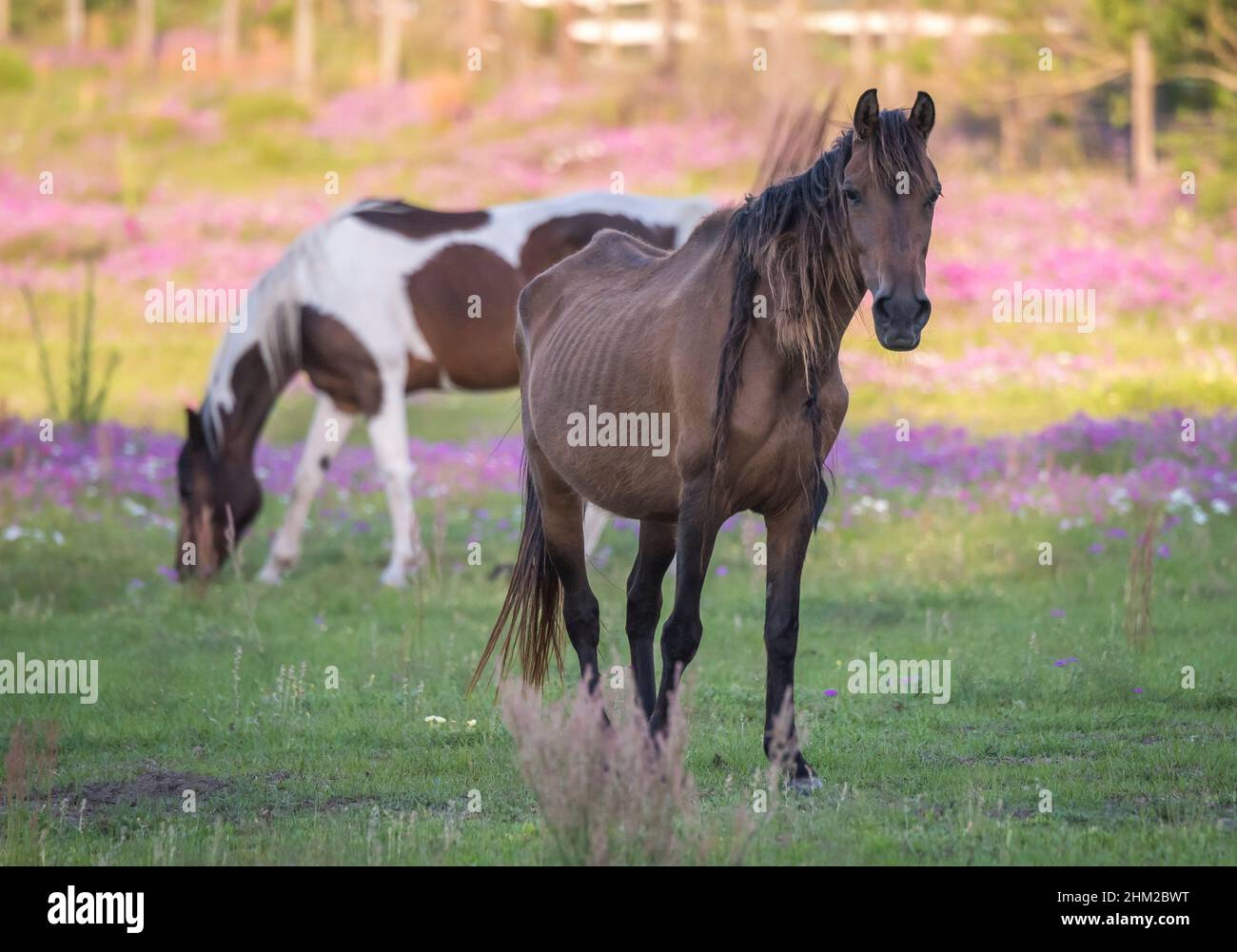 Anémie non soigné pour le cheval avec des os montrant dans le champ de fleurs sauvages Banque D'Images Anémie non soigné pour le cheval avec des os montrant dans le champ de fleurs sauvages Banque D'Images