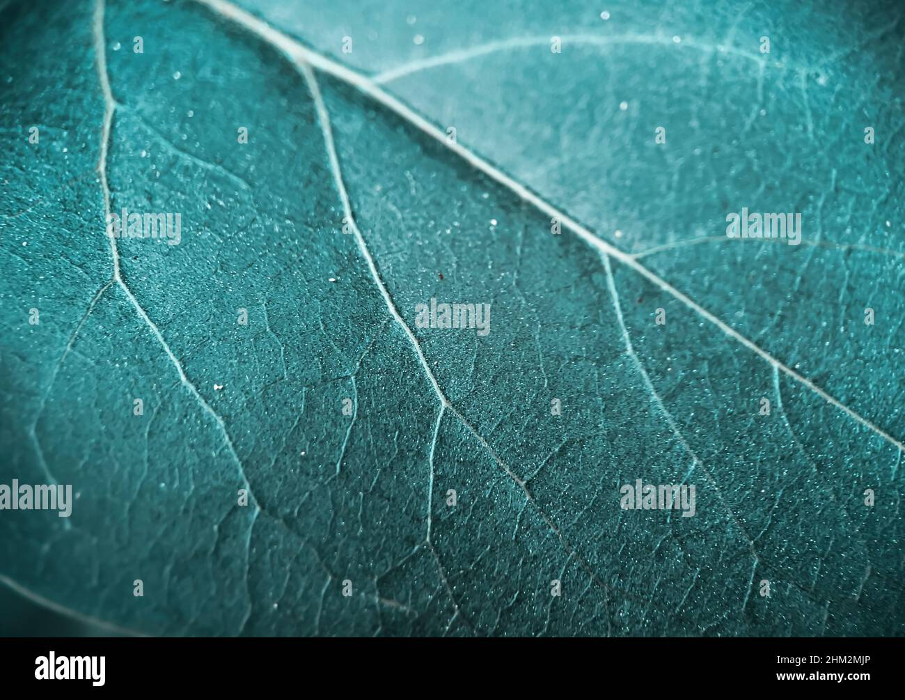 Photo macro d'une feuille verte avec texture des veines Banque D'Images