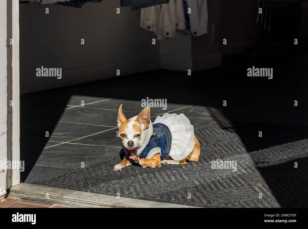 Mignon chiot habillé comme l'homme reposant contre la porte ouverte à Denver, Colorado Banque D'Images