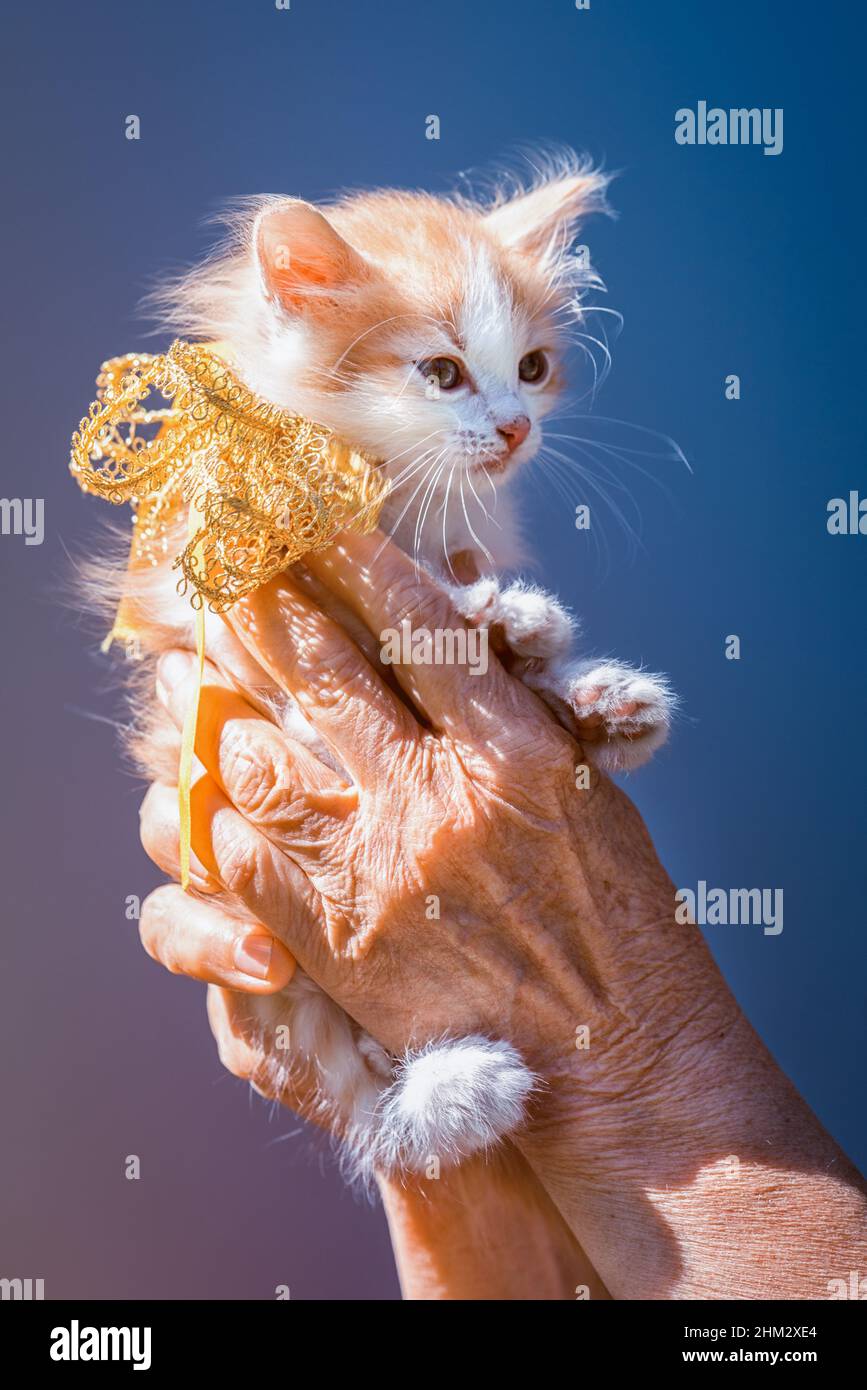 un petit chaton de gingembre et de taches blanches assis sur les mains avec un noeud de ruban sur le cou comme un cadeau sur un fond de ciel Banque D'Images