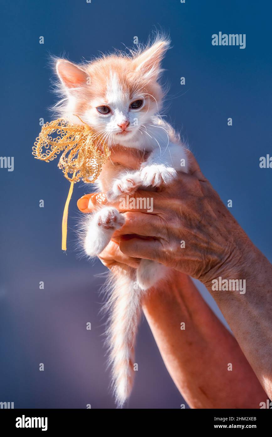 un petit chaton de gingembre et de taches blanches assis sur les mains avec un noeud de ruban sur le cou comme un cadeau sur un fond de ciel Banque D'Images