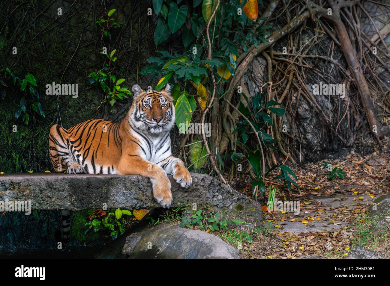 Portrait du tigre du Bengale est en route sur le pont en pierre dans un zoo de Thaïlande.Trituration du tigre du Bengale.Espace vide pour le texte. Banque D'Images