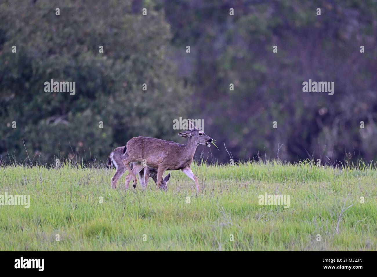 Cerf de Virginie - Odocoileus hemionus columbianus Banque D'Images