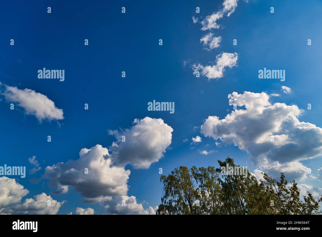 fond bleu ciel avec de petits nuages et un arbre Banque D'Images