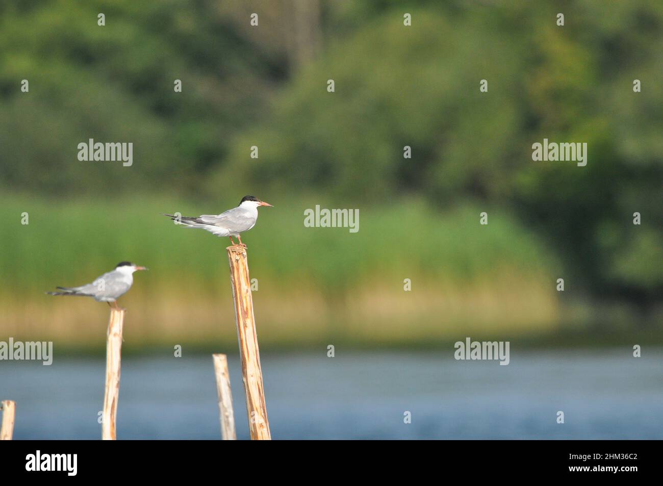 La Sterne commune, un oiseau agile qui chasse les poissons, avec des spécimens assis sur des poteaux sortant du lac. Banque D'Images