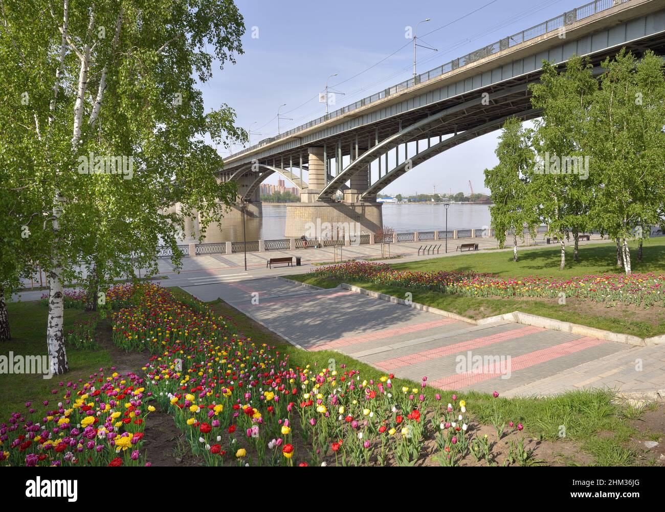 Tulipes sur le remblai de Novosibirsk. Des parterres de fleurs colorées fleurissent au printemps, un pont de route voûté au-dessus de la rivière OB. Sibérie, Russie Banque D'Images