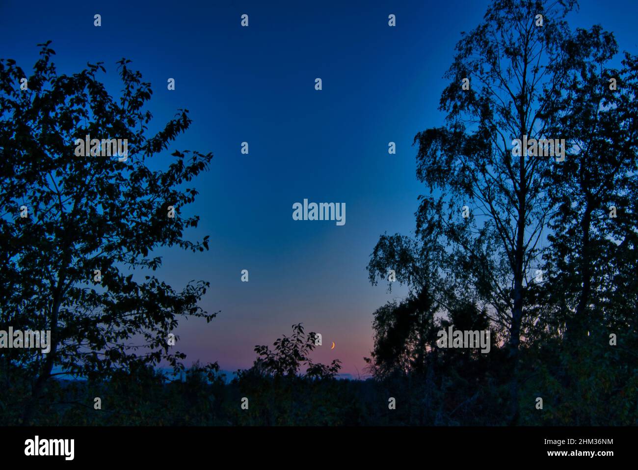 Coucher de soleil rouge et nouvelle lune dans un beau ciel.Magnifique arrière-plan avec arbres au premier plan Banque D'Images