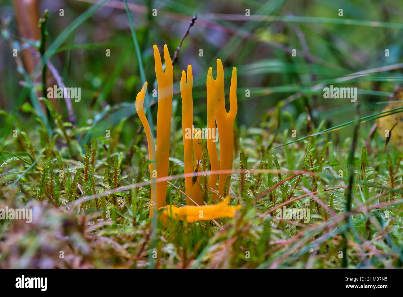 Prob. Stagshorn. JauneCalocera viscosa mousse et bois mort Banque D'Images