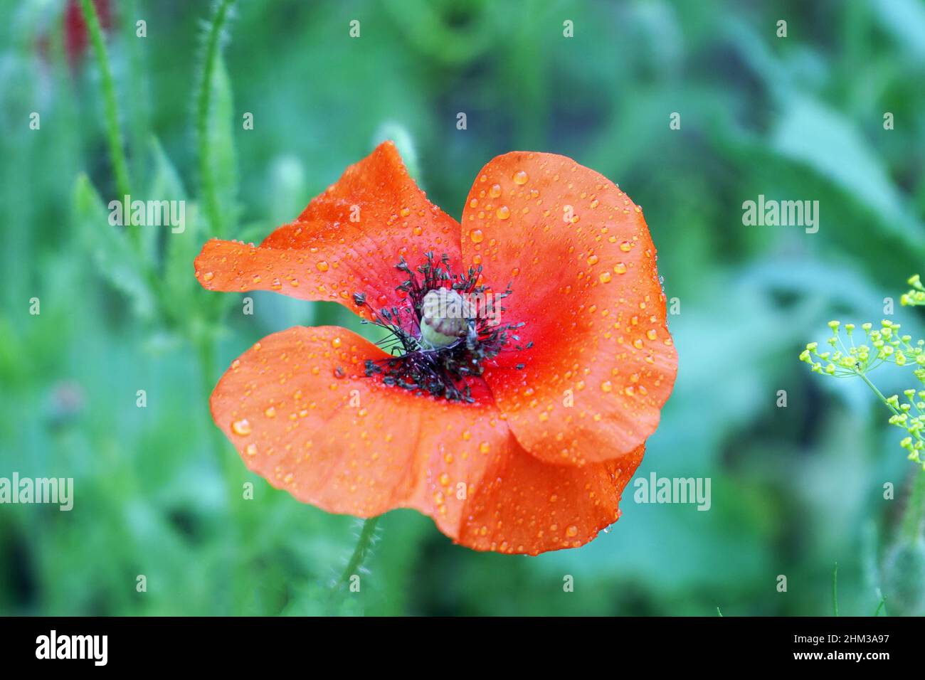 Fleur de pavot rouge sur le lit de jardin Banque D'Images