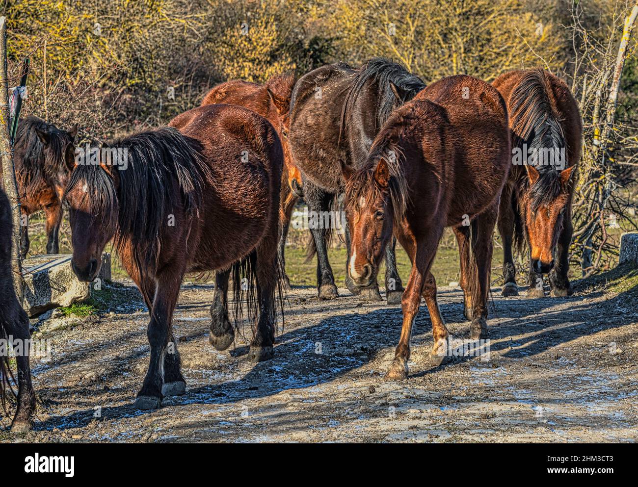 Les chevaux de la race Pentro, Samnium Pentrum, se broutent dans la zone humide du Pantano Zittola. Montenero Val Cocchiara, province d'Isernia, Molise, Italie, Banque D'Images