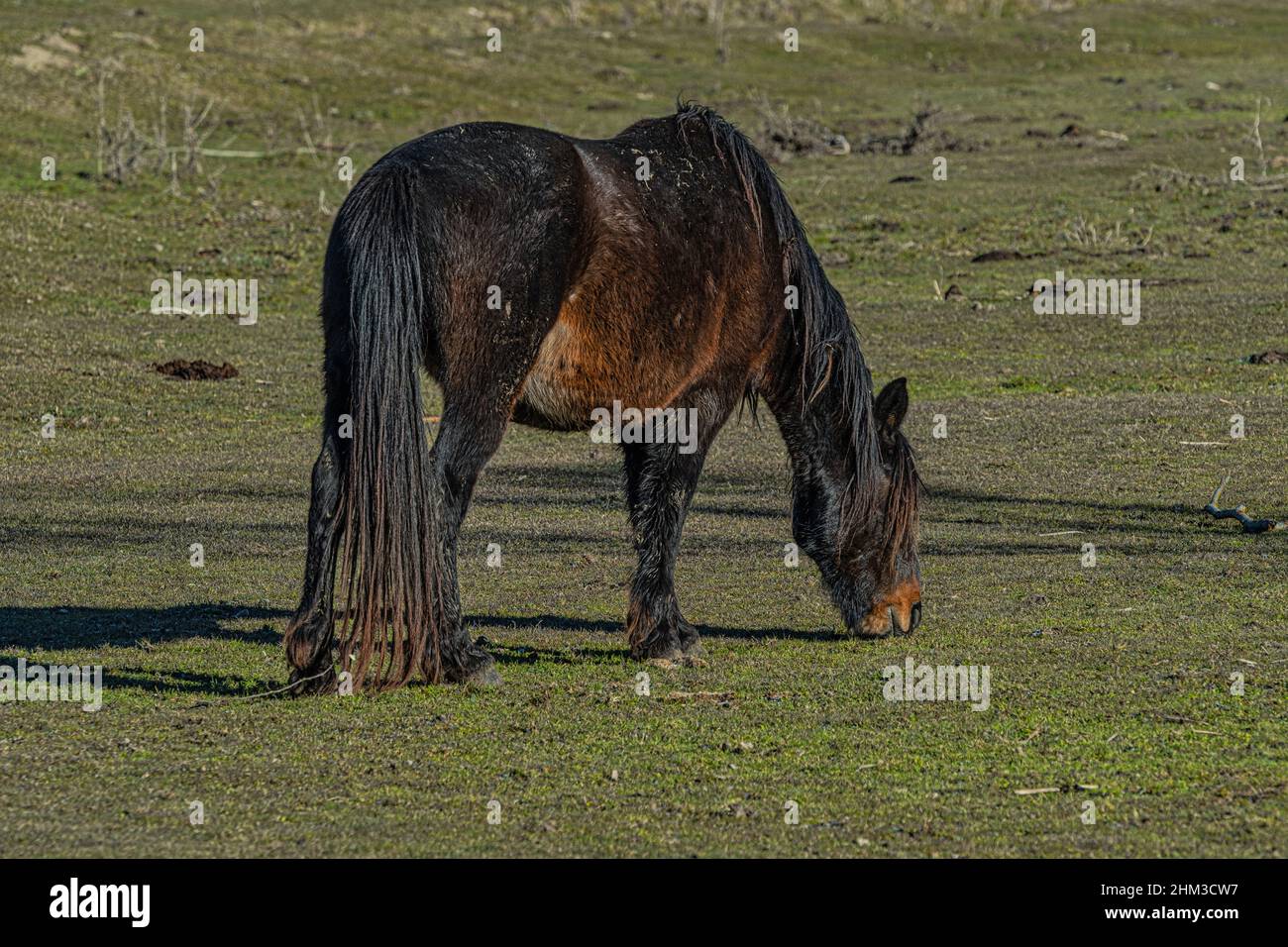 Cheval de la race Pentro, Samnium Pentrum, paître dans la zone humide du Pantano Zittola. Montenero Val Cocchiara, province d'Isernia, Molise Banque D'Images