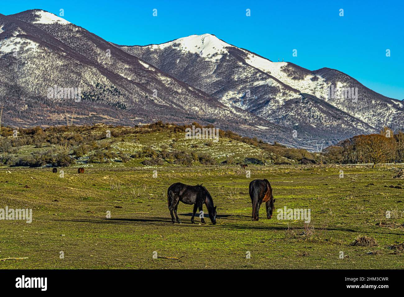 Les chevaux de la race Pentro, Samnium Pentrum, paître dans la zone humide du Pantano Zittola. Montenero Val Cocchiara, province d'Isernia, Molise Banque D'Images