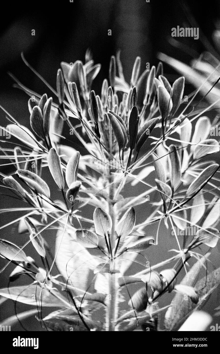 Cleomenes, Spiderflower (Latin Cleome) - espèce de plante annuelle ou bisannuelle (Kleomovye famille Cleomaceae), des fleurs de jardin, photo, Banque D'Images