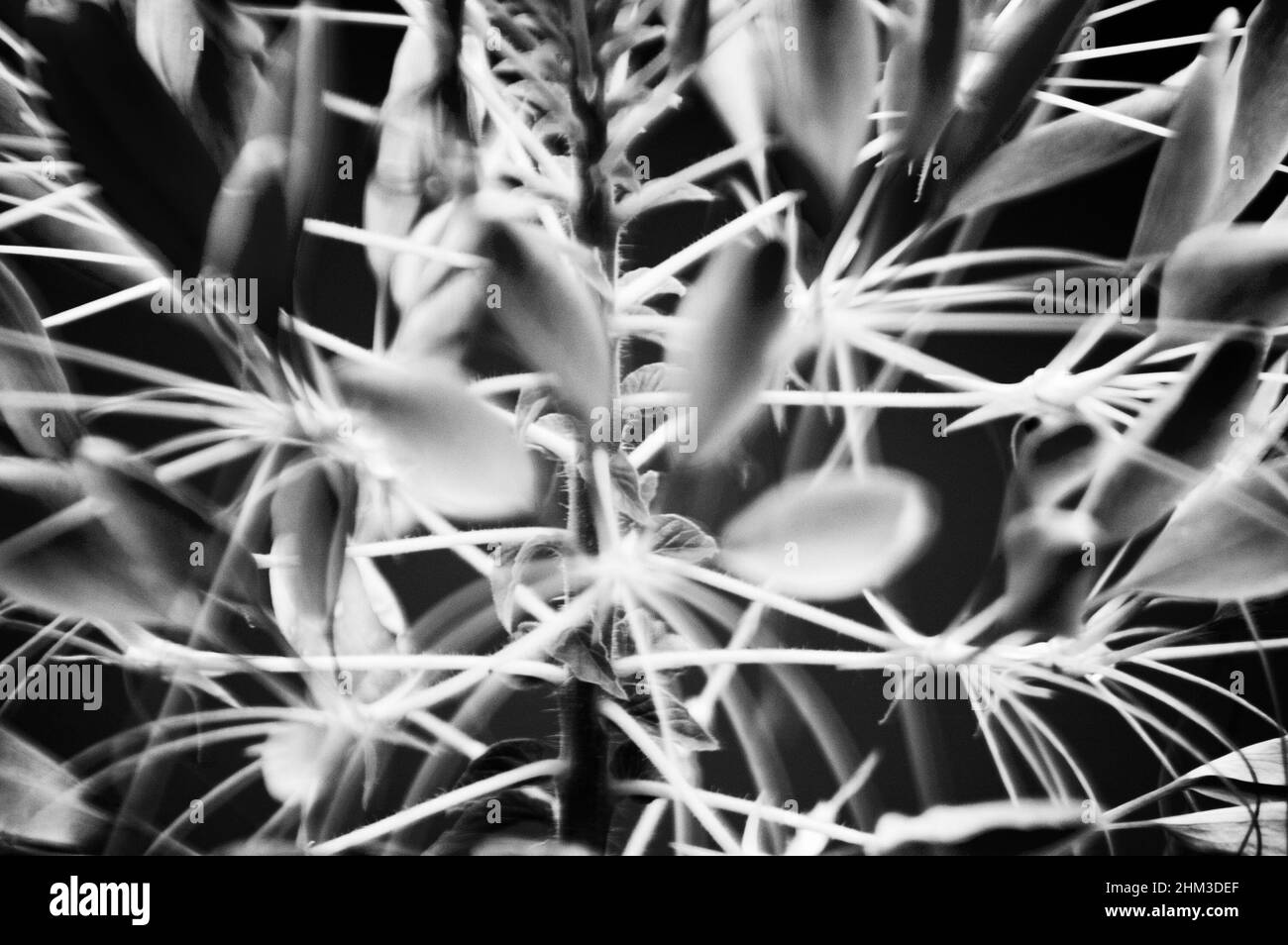 Cleomenes, Spiderflower (Latin Cleome) - espèce de plante annuelle ou bisannuelle (Kleomovye famille Cleomaceae), des fleurs de jardin, photo, Banque D'Images