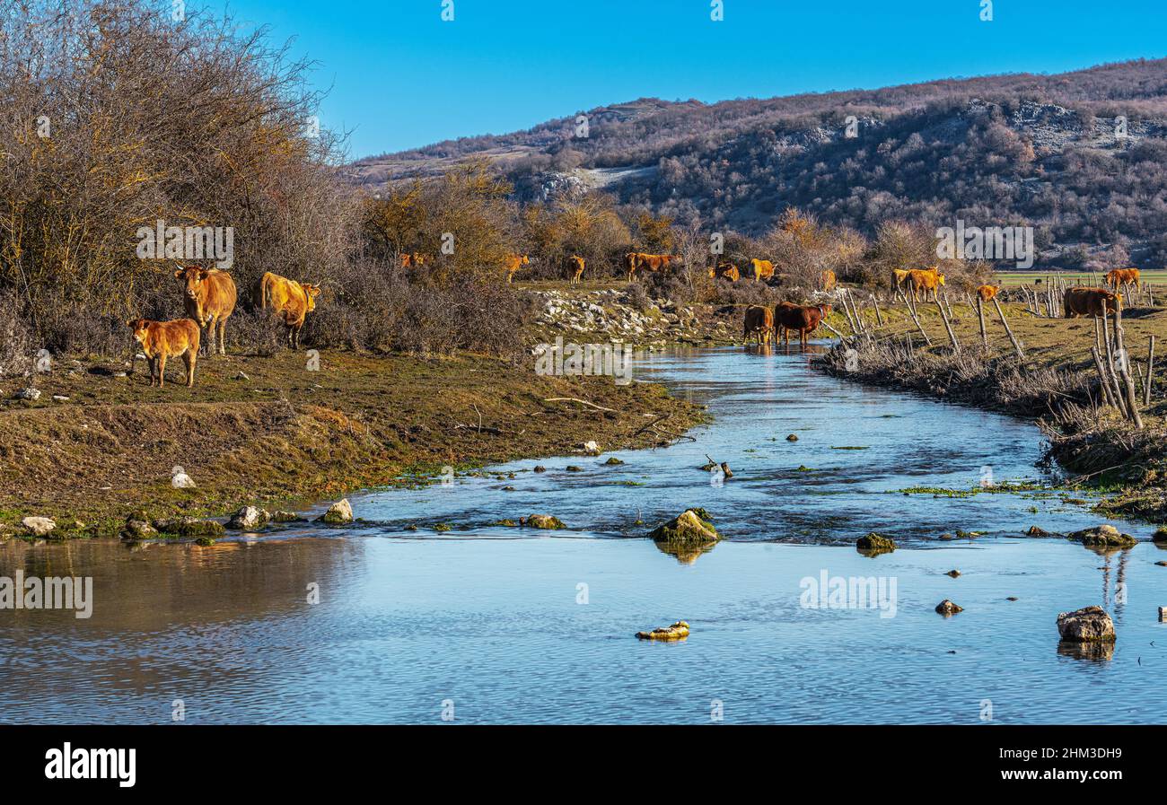 Les vaches vont au pâturage tôt le matin en broutant l'herbe dans la zone humide de Pantano Zittola. Montenero Val Cocchiara, province d'Isernia, Molise Banque D'Images