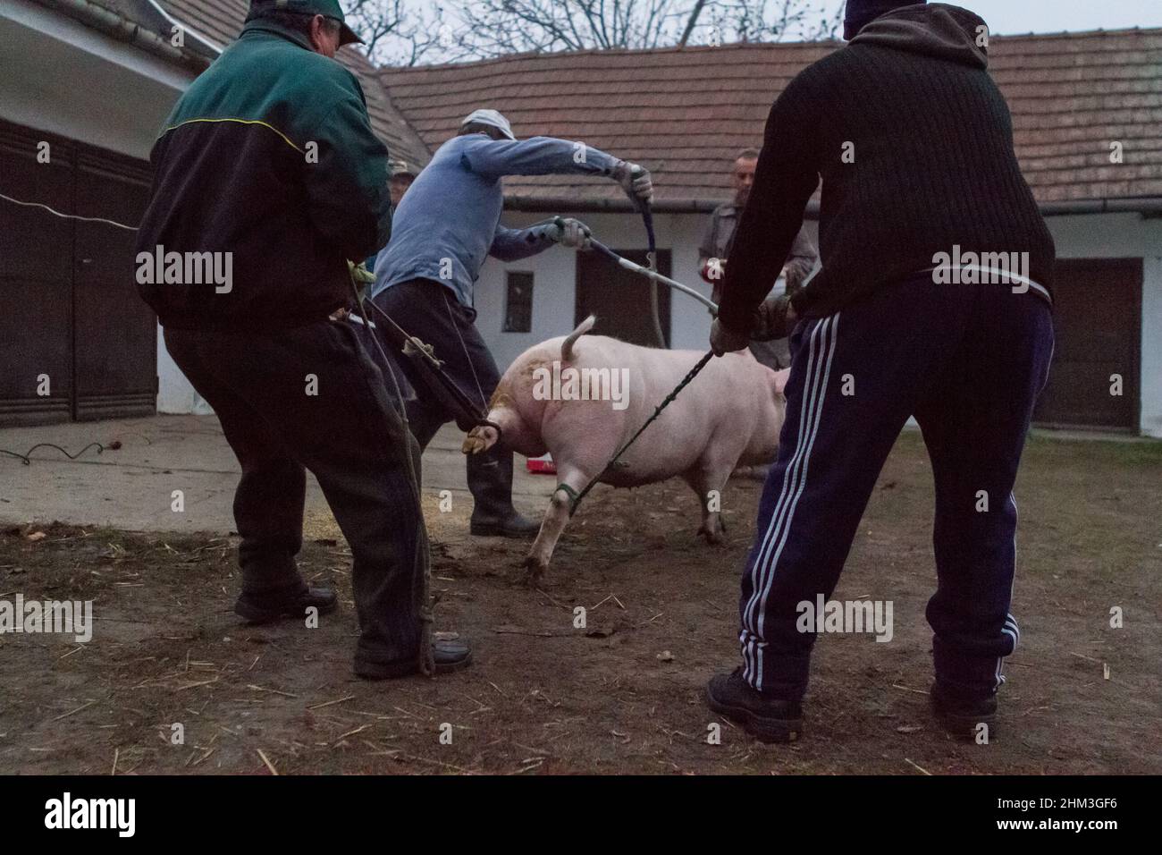 Abattage traditionnel de porcs dans les zones rurales de Hongrie Banque D'Images