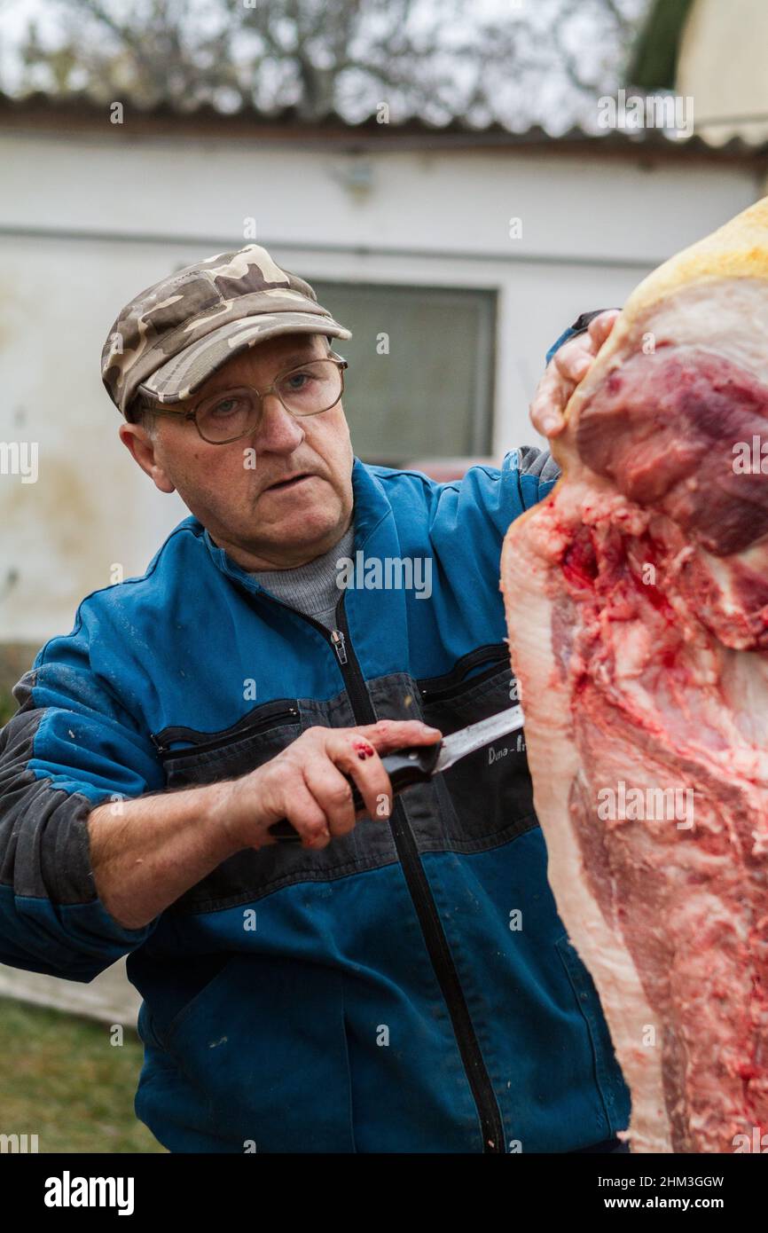 Abattage traditionnel de porcs dans les zones rurales de Hongrie Banque D'Images