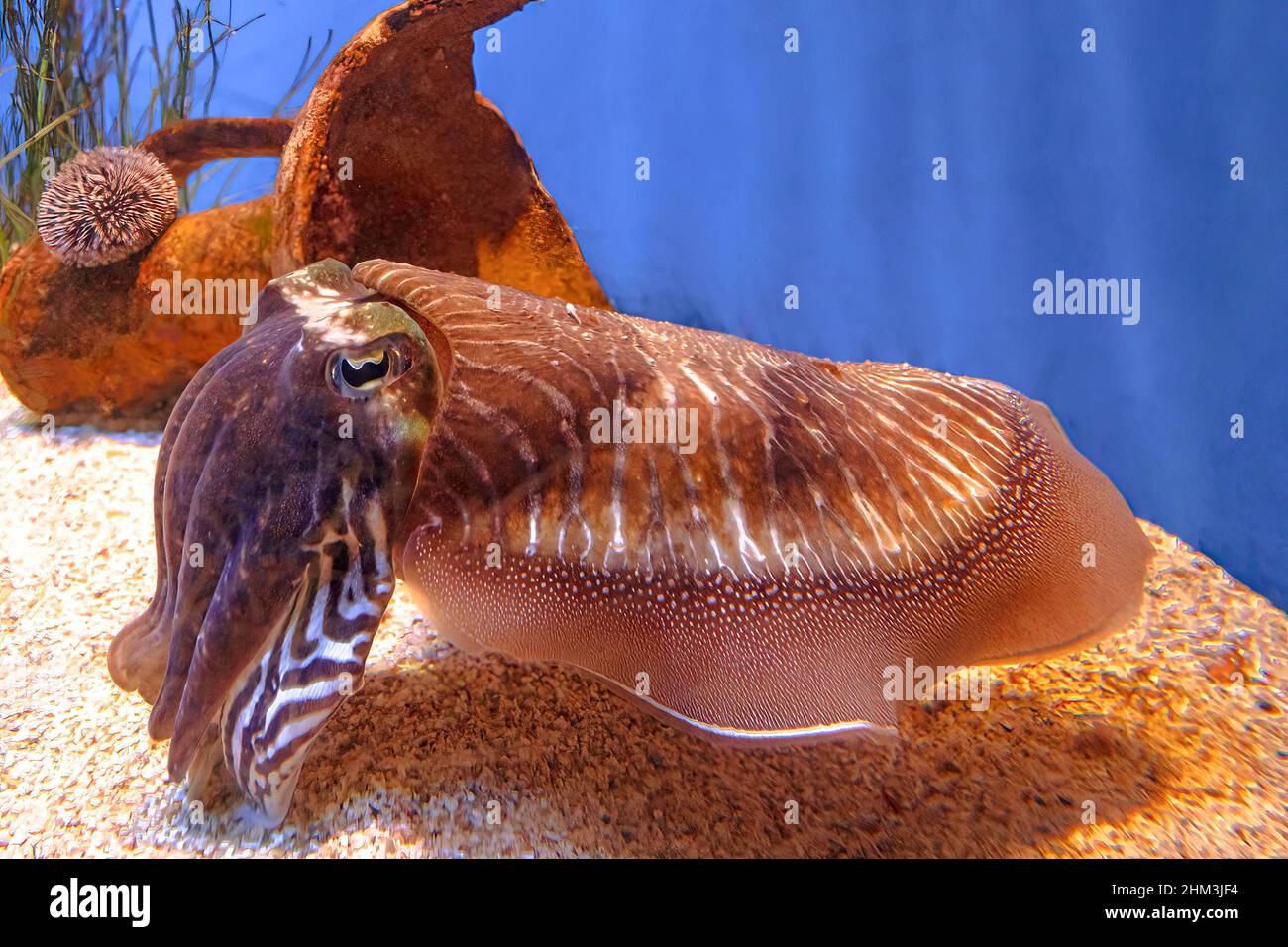 Seiches communes dans un aquarium.Sepia officinalis espèces vivant dans la mer Méditerranée, la mer du Nord, la mer Baltique ou l'Afrique du Sud. Vue de face Banque D'Images