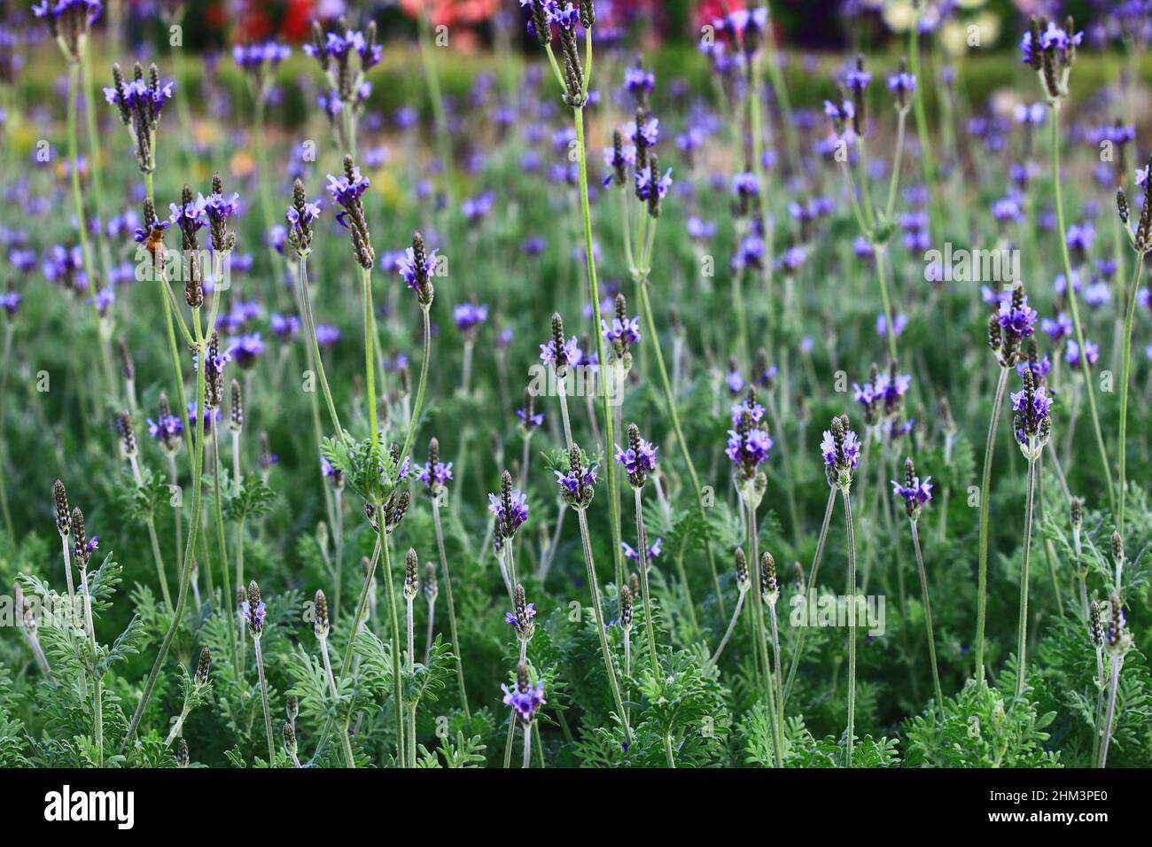 Vue de la lavande de la Fern (Pinnata Lavender, jadre Lavender) fleurs, belles fleurs de lavande violettes fleuries dans le jardin au printemps Banque D'Images