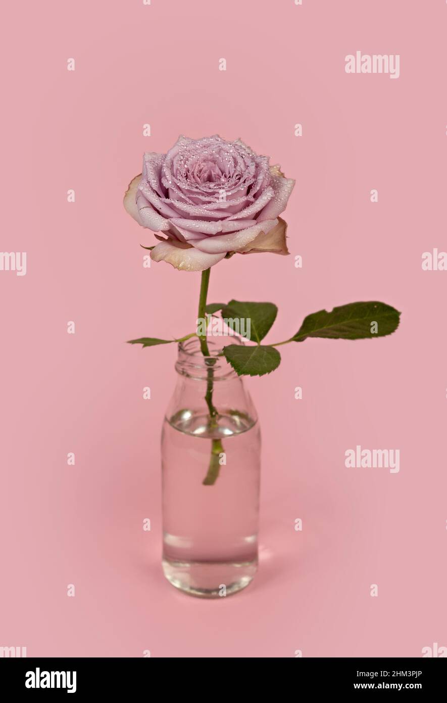 Belle fleur rose pourpre dans vase en verre avec eau sur fond rose Banque D'Images