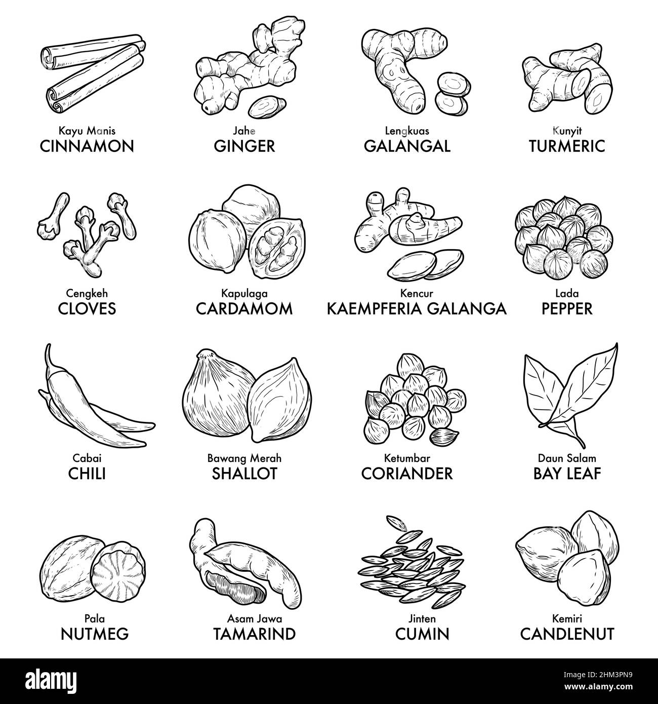 Épices traditionnelles indonésiennes telles que jahe, ketumbar, lengkuas, pala, cengkeh,kayu manis, kunyit, kemiri, kencur. Illustration de Vecteur