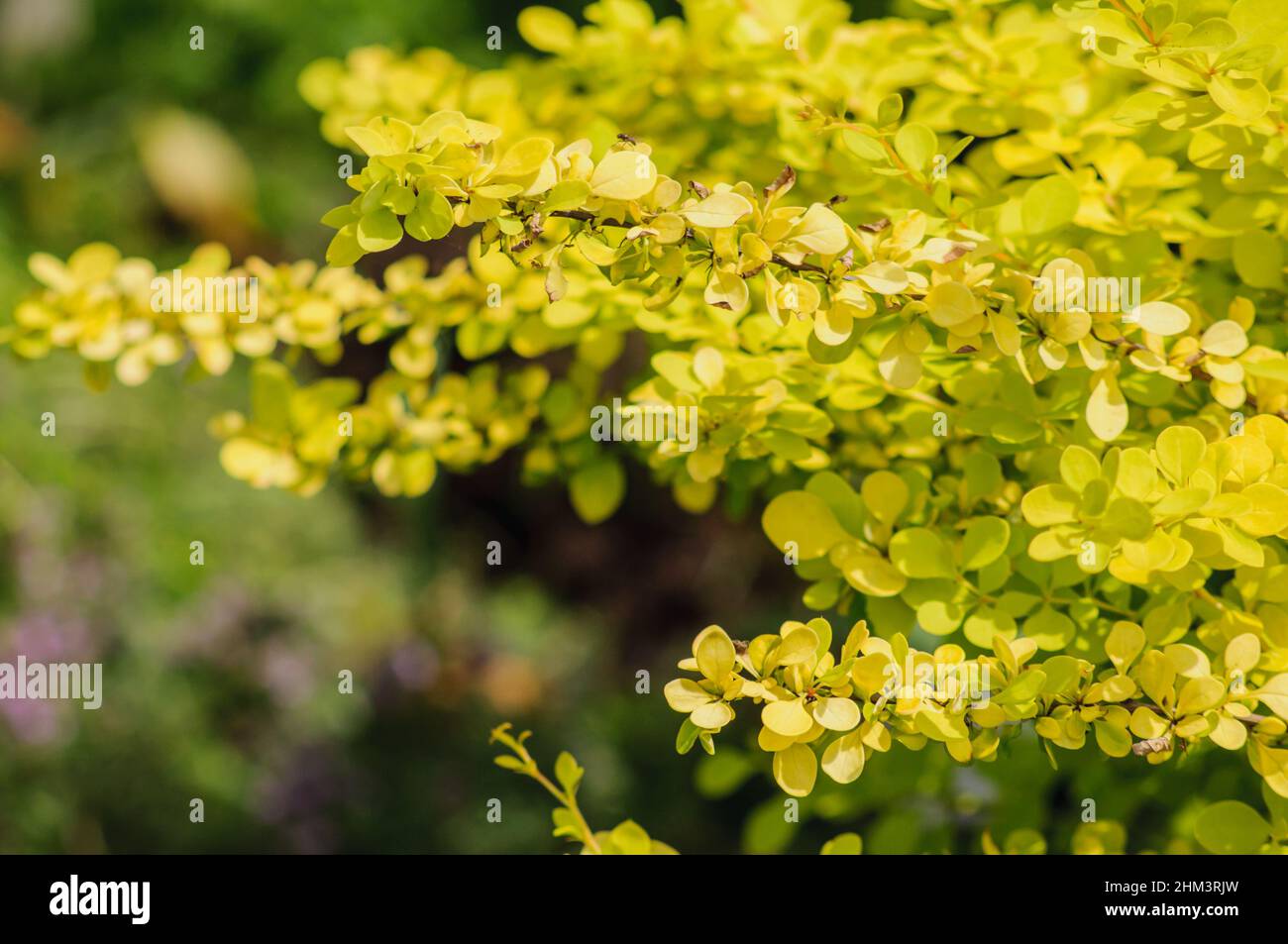 Branches de printemps de la barberry jaune illuminées par le soleil vif, buisson dornement pickly dans le jardin. Sélectif foyer, fond de la nature. Banque D'Images