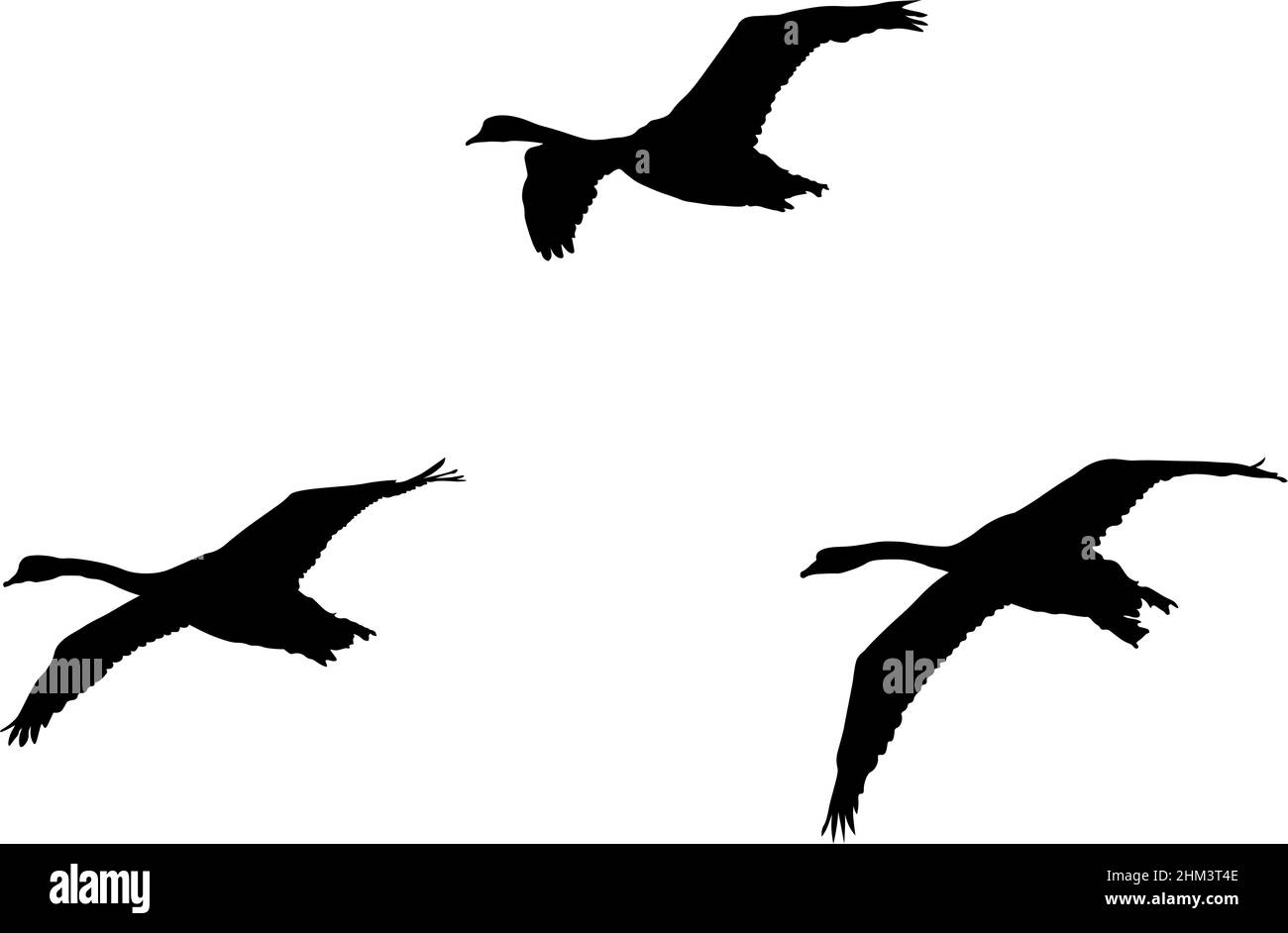Illustration de trois cygnes en vol créée par l'isolation du contour des animaux d'une photographie et l'application d'un remplissage noir. Banque D'Images