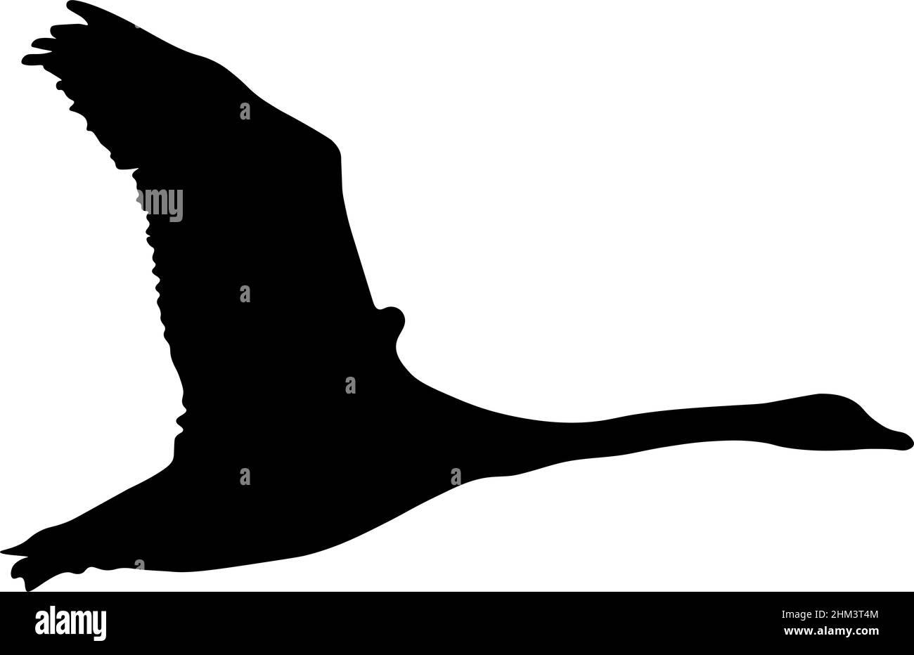 Illustration de cygne en vol créée en isolant le contour d'un oiseau d'une photographie et en appliquant un remplissage noir. Banque D'Images