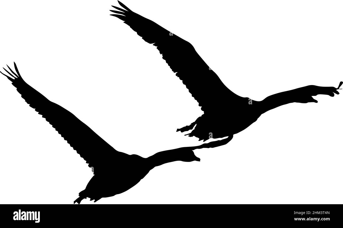 Illustration de deux cygnes en vol, créée en isolant le contour des animaux d'une photographie et en appliquant un remplissage noir. Banque D'Images