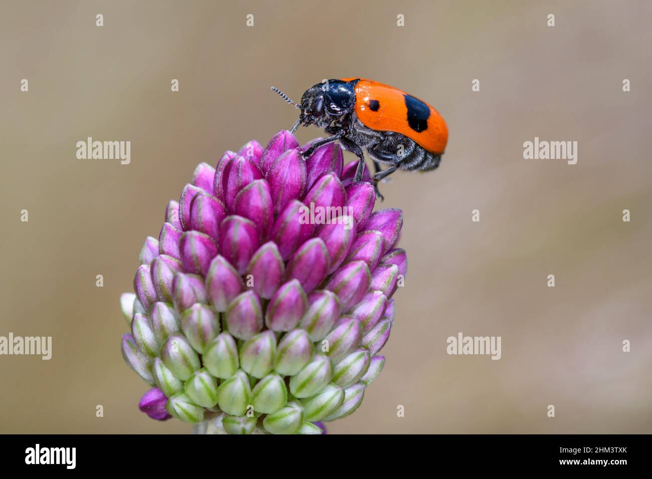 Clytra laeviuscula, le coléoptère du sac fourmis, est une espèce de coléoptères à cornes courtes appartenant à la famille des Chrysomelidae, sous-famille des Cryptocephalinae Banque D'Images