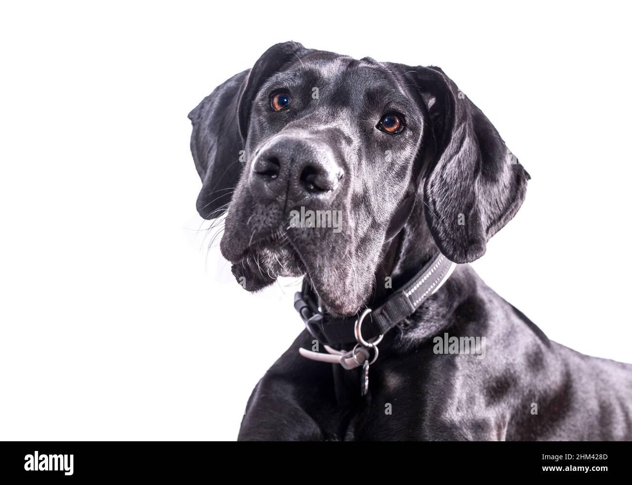 Grand portrait de chien Dane, l'une des plus grandes races du monde.Jeune femme noire.Isolé sur fond blanc Banque D'Images