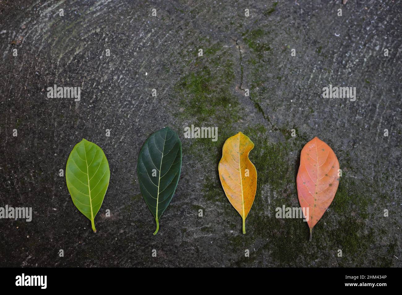 Nature quatre saisons et cycle de vie concept. Couleurs des feuilles de printemps, d'été, d'hiver et d'automne. Banque D'Images