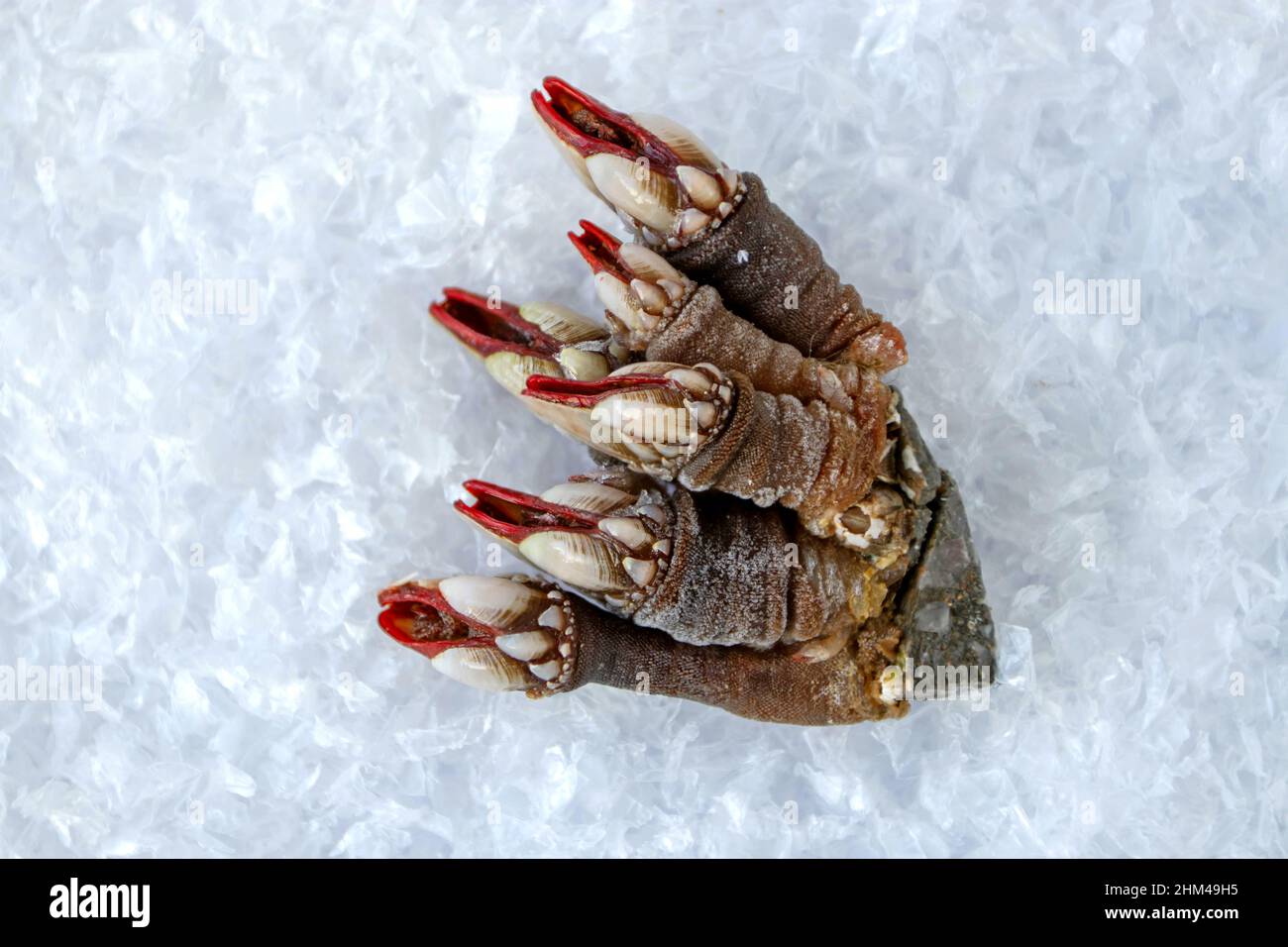 Percebes ou bouquet de poissons et fruits de mer de la bernache sur la glace.Pollicipes pollipes Banque D'Images