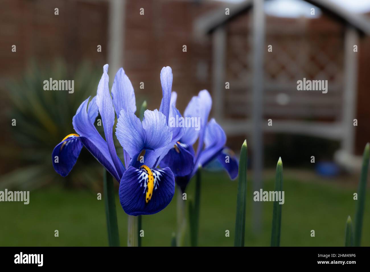 Gros plan des fleurs de printemps Iris reticulata, Bristol, Angleterre Banque D'Images