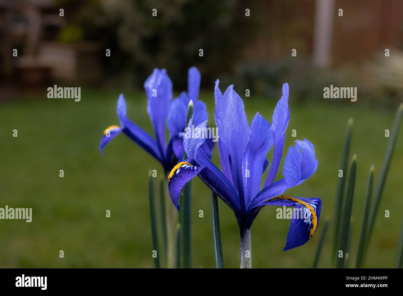 Gros plan des fleurs de printemps Iris reticulata, Bristol, Angleterre Banque D'Images
