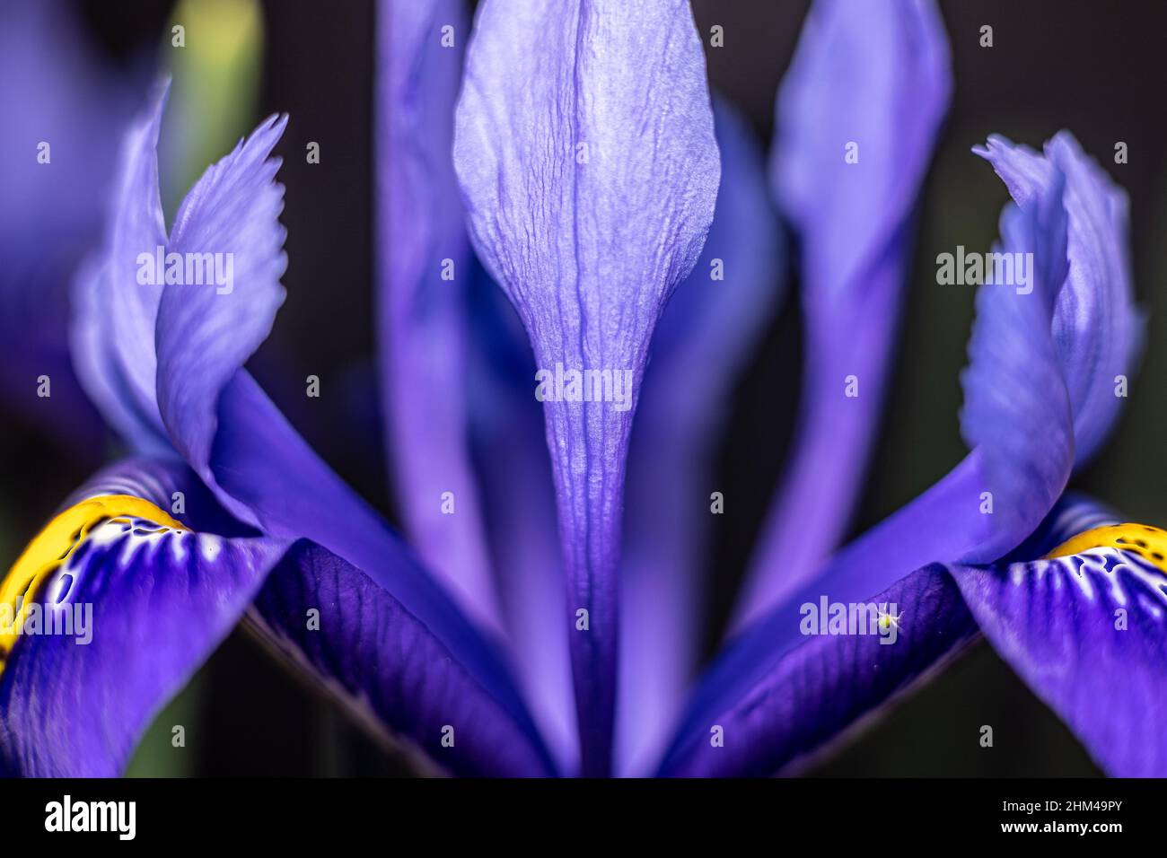 Gros plan des fleurs de printemps Iris reticulata, Bristol, Angleterre Banque D'Images