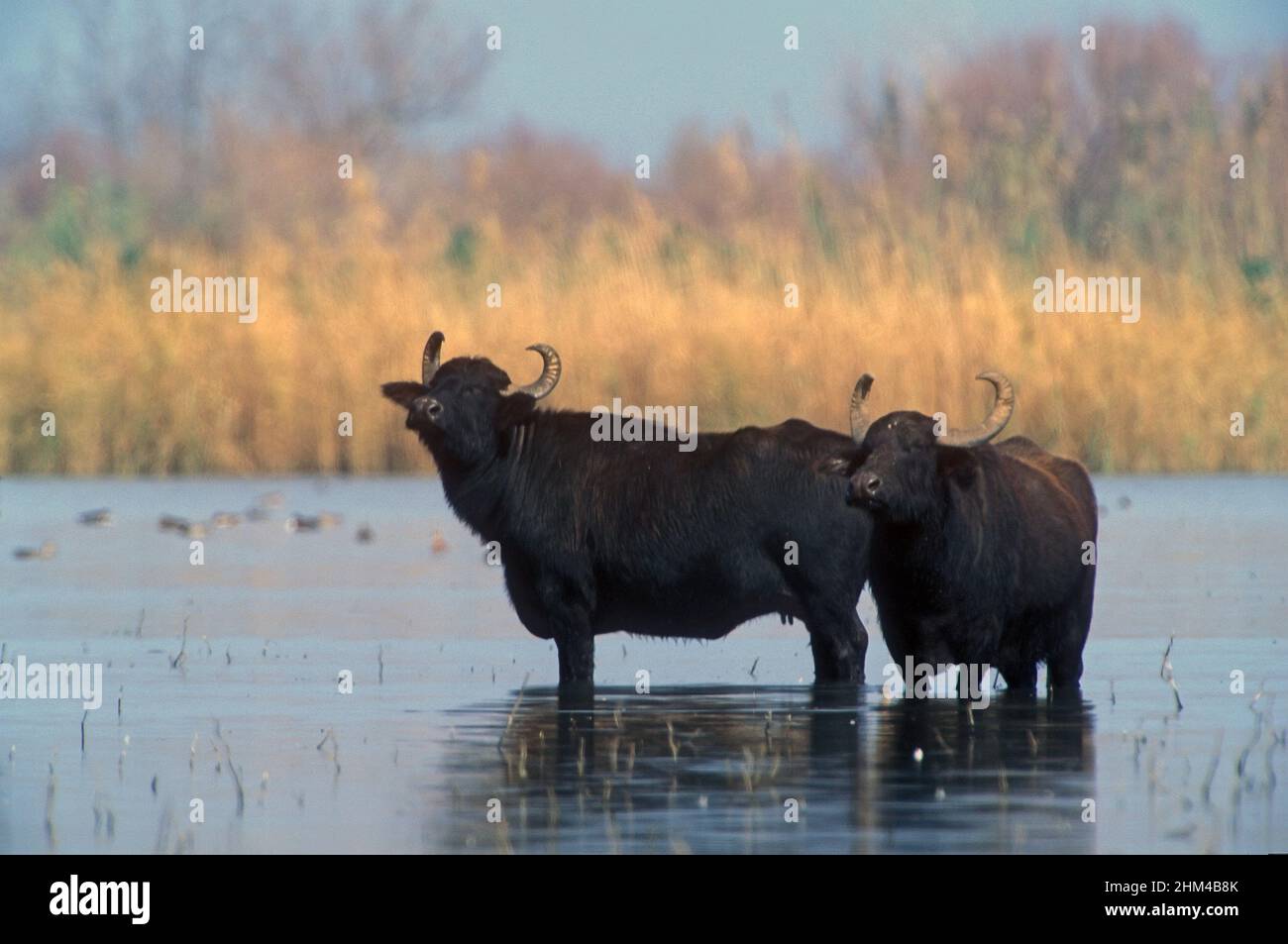 Buffle d'eau dans un marais peu profond Banque D'Images