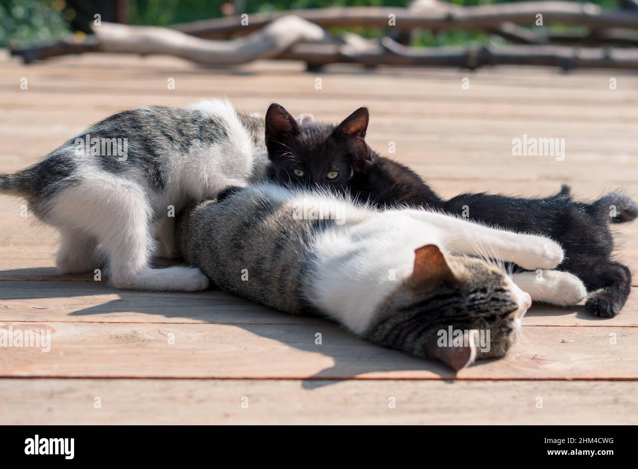 groupe de petits animaux de compagnie de chat mignon ayant le bon temps de dormir et de se détendre Banque D'Images