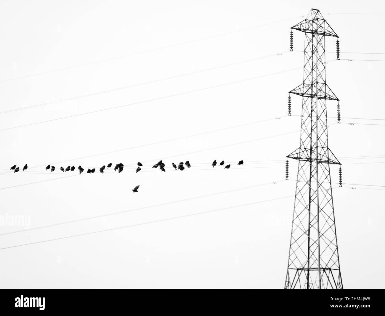 Troupeau de starlings au repos sur un fil, pylône en arrière-plan 3 Banque D'Images