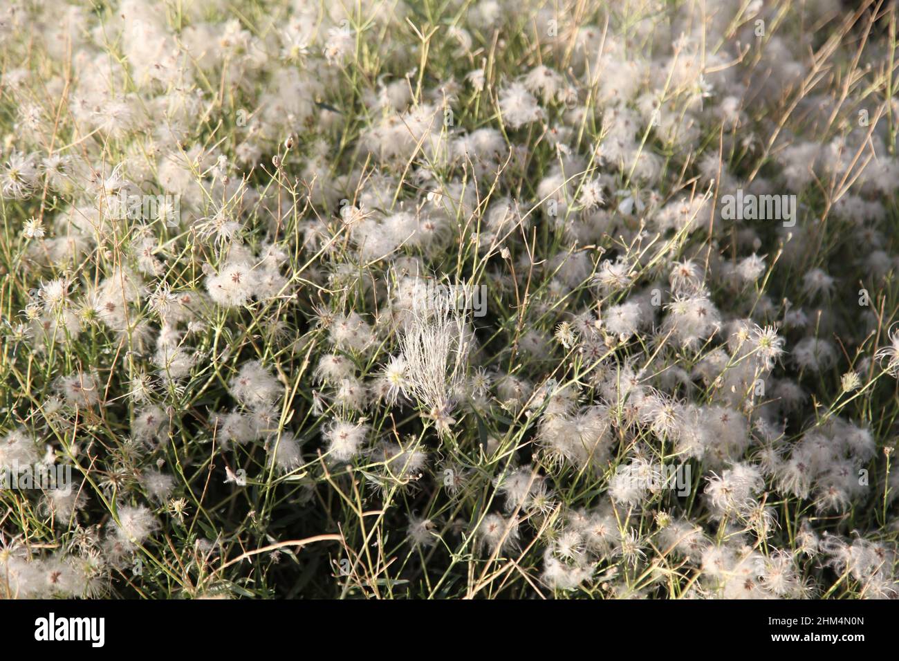 Gobi et plantes désertiques Banque D'Images