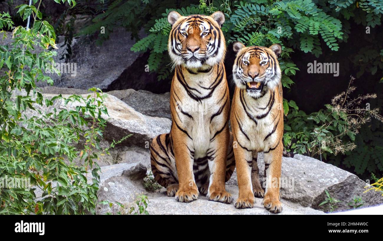 Deux tigres Banque D'Images