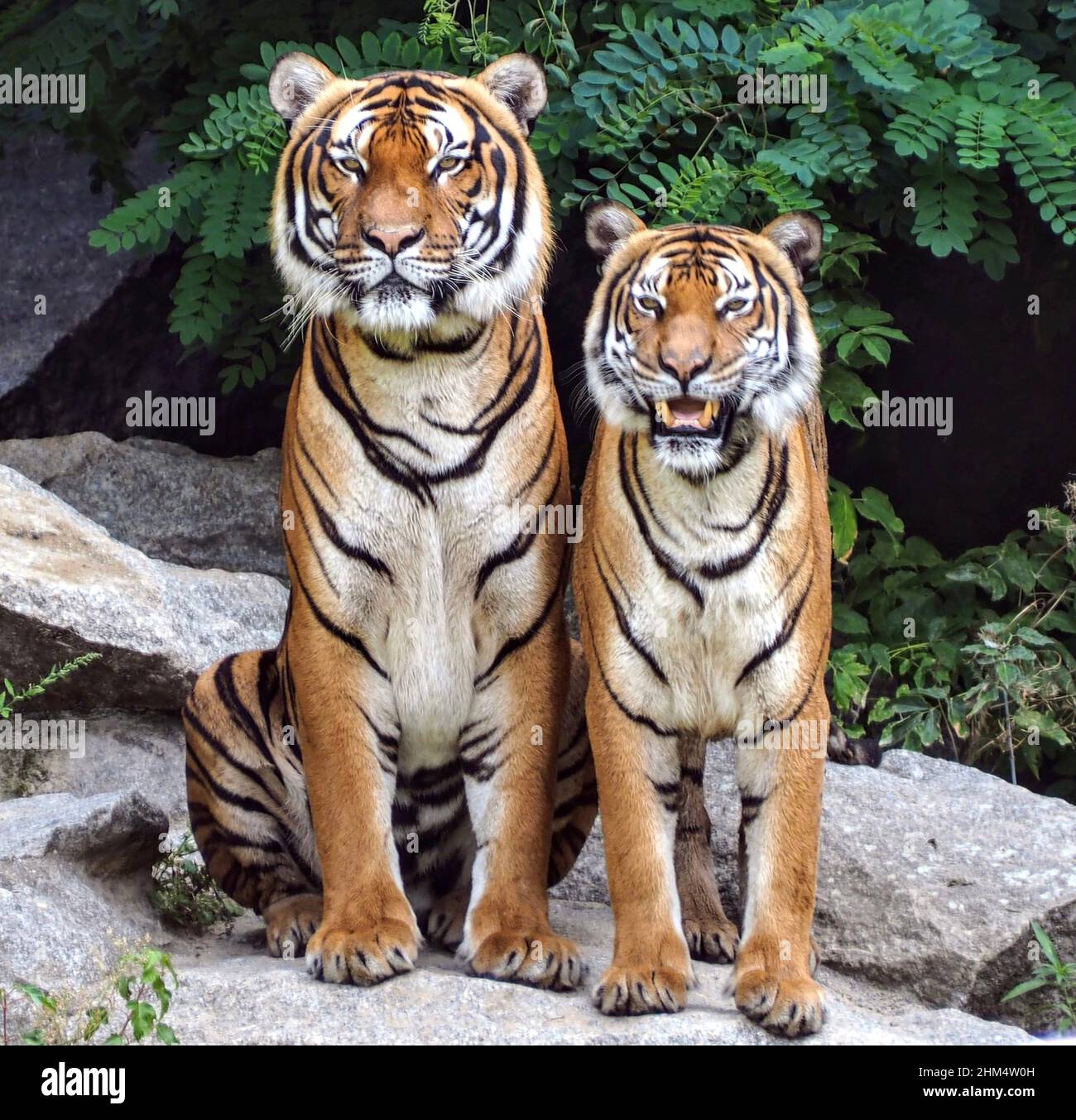 Deux tigres Banque D'Images