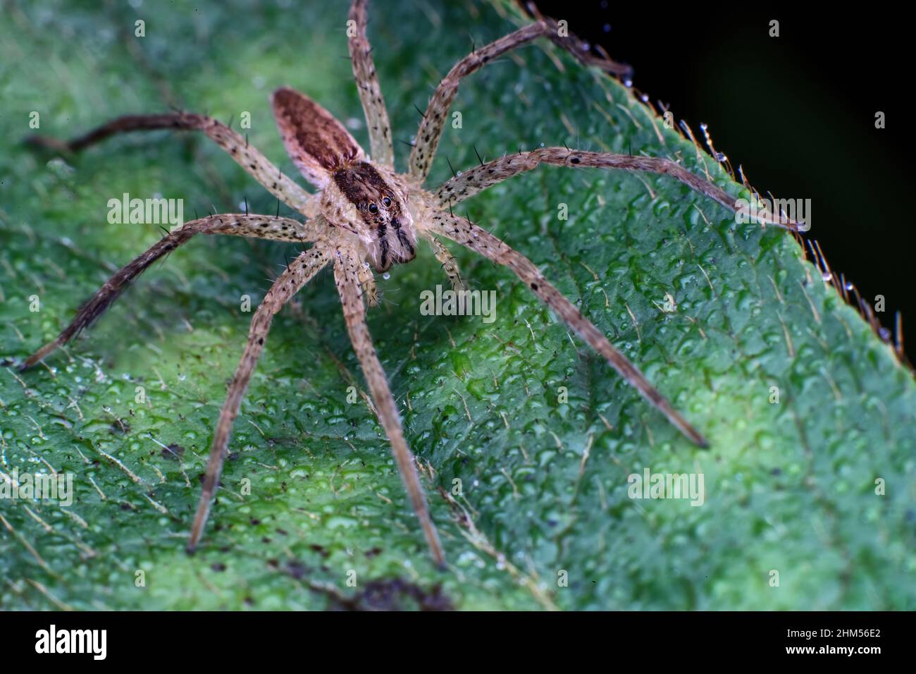 Chongqing montagne écologique - araignée de pêche Banque D'Images