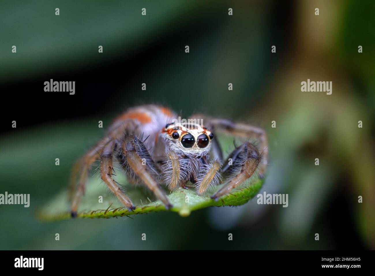 Chongqing Mountain écologique - araignées sautant Banque D'Images