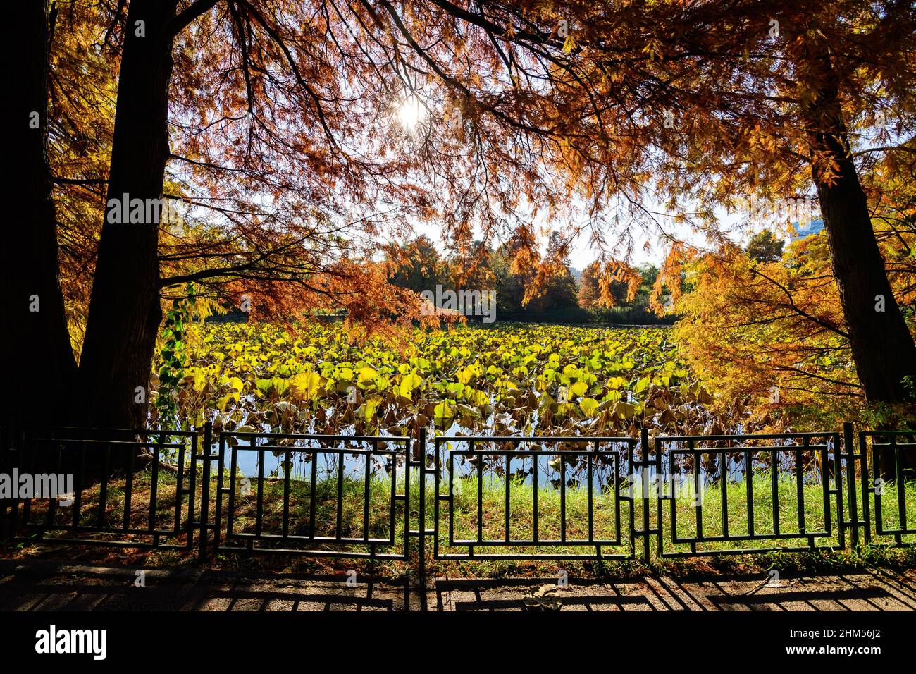 Paysage d'automne avec feuilles vertes séchées de nénuphars (Nymphaeaceae) plantes sur une surface d'eau et des arbres jaunes et oranges dans Circus Park (Parcul Circ Banque D'Images