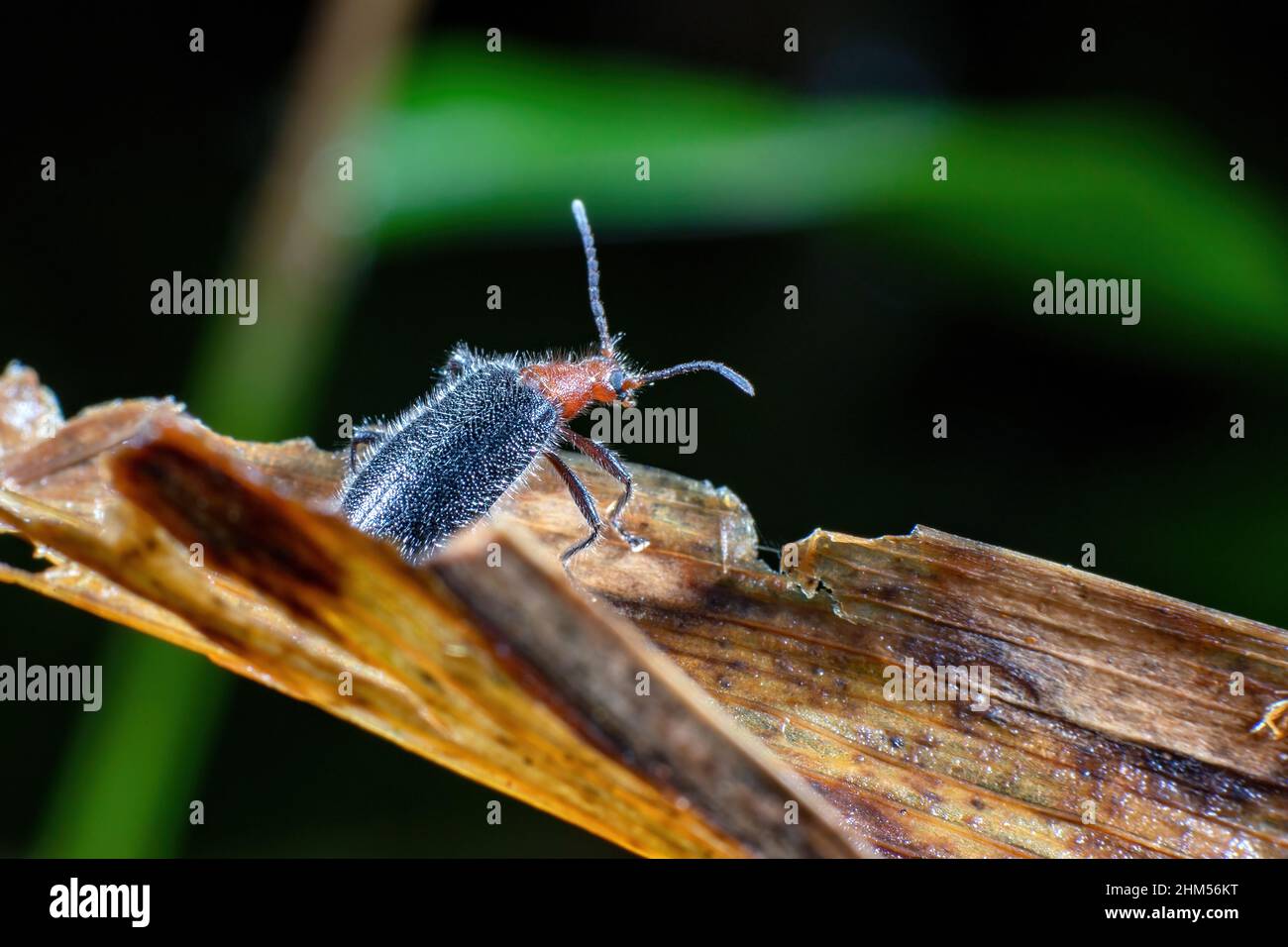 Chongqing Mountain écologique - comme des fourmis de patate douce Banque D'Images