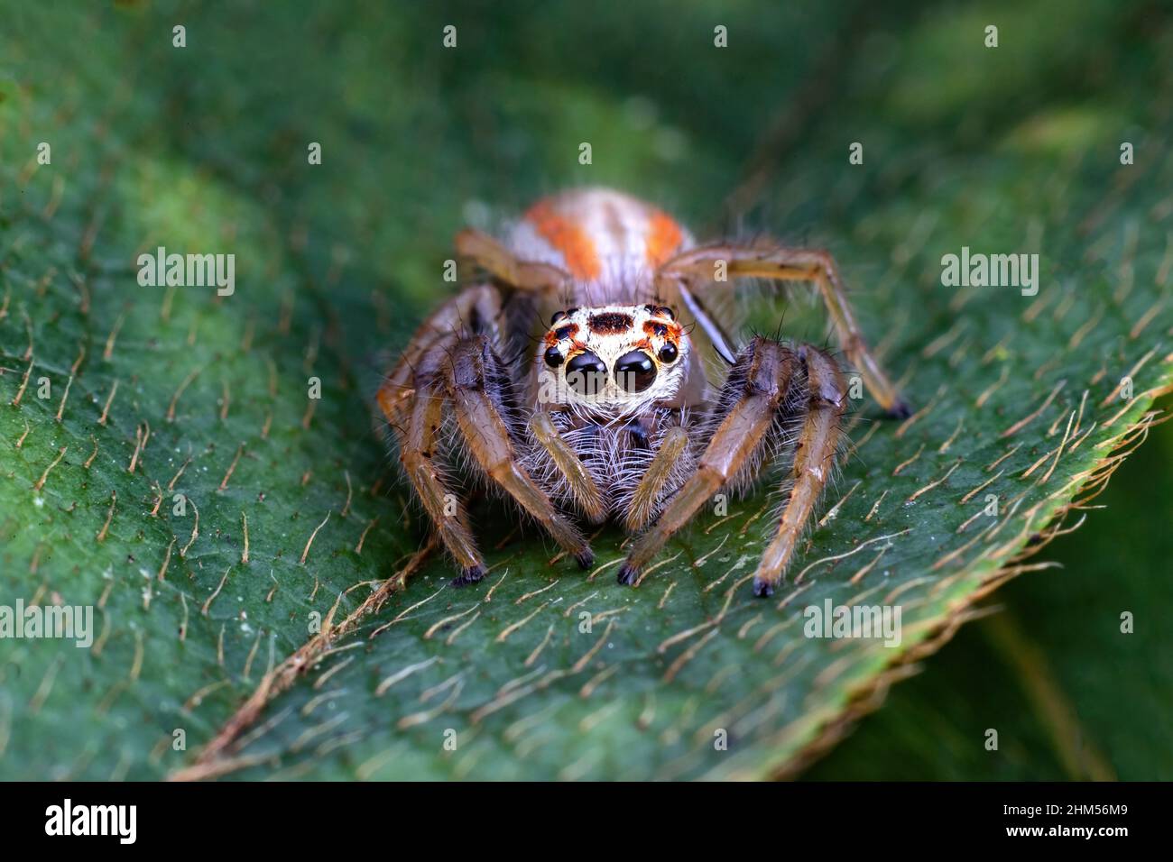Chongqing Mountain écologique - araignées sautant Banque D'Images
