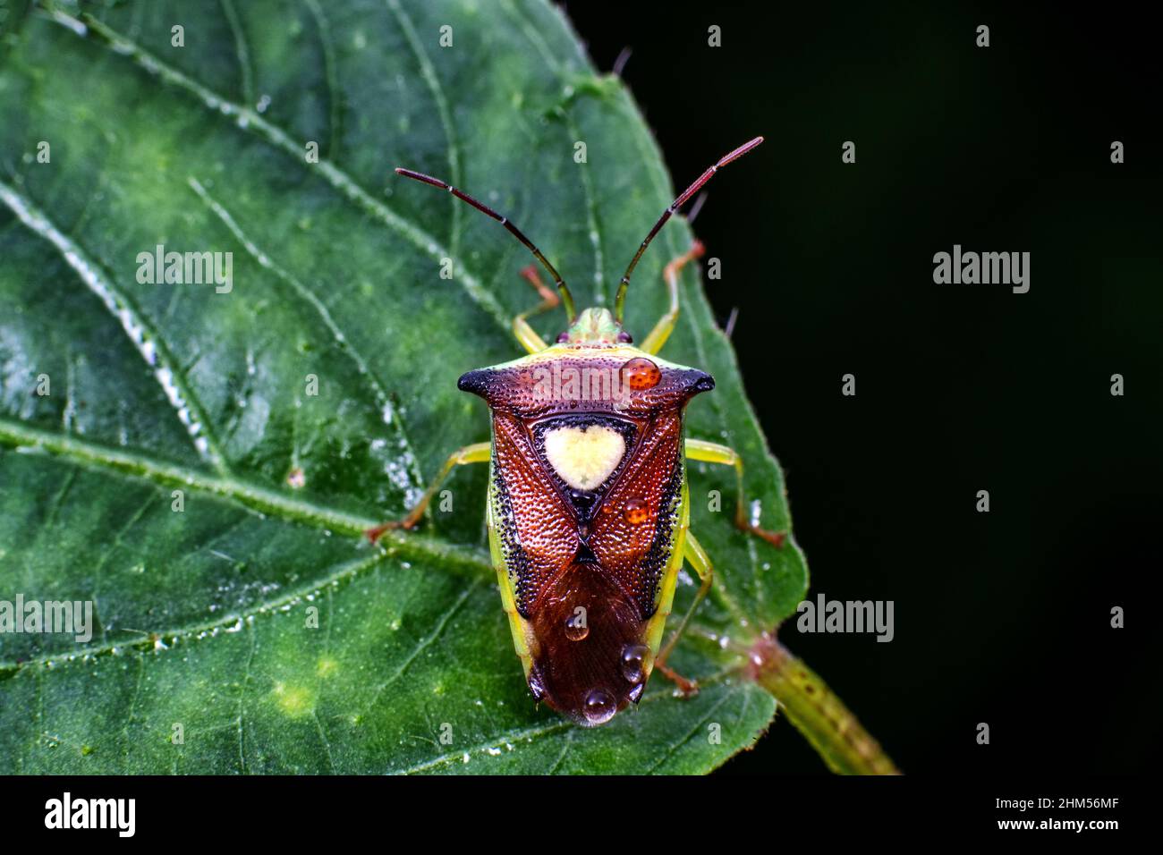 Chongqing montagne écologique - insectes Banque D'Images