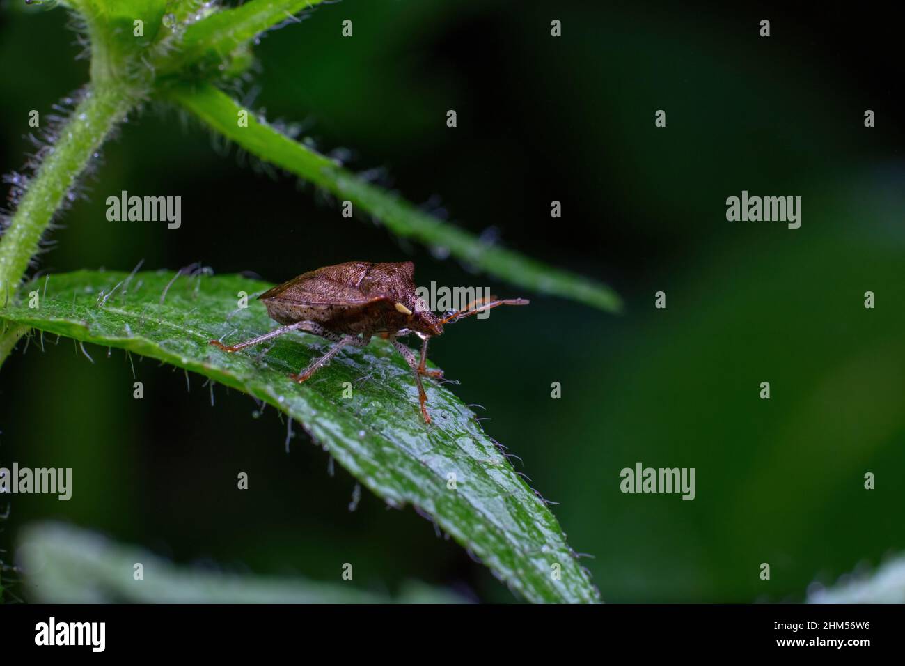 Chongqing montagne écologique - insectes Banque D'Images